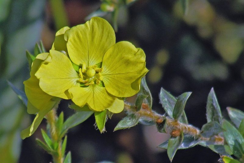 Ludwigia sericea, photographed by Hugo Hulsberg