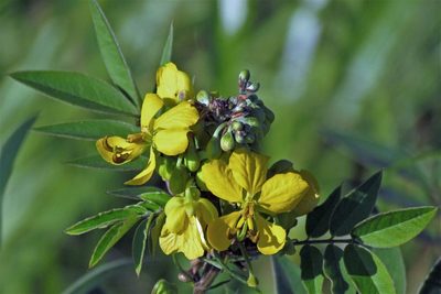 Senna scabriuscula, photographed by Hugo Hulsberg