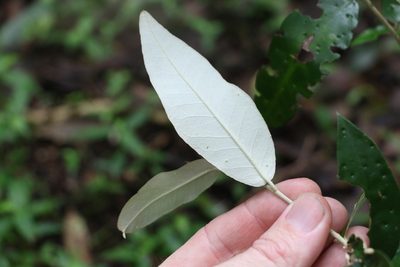 Croton mamillatus, photographed by Greg Tasney