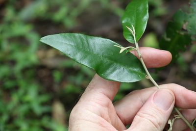 Croton mamillatus, photographed by Greg Tasney