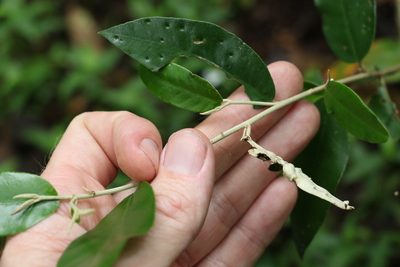 Croton mamillatus, photographed by Greg Tasney