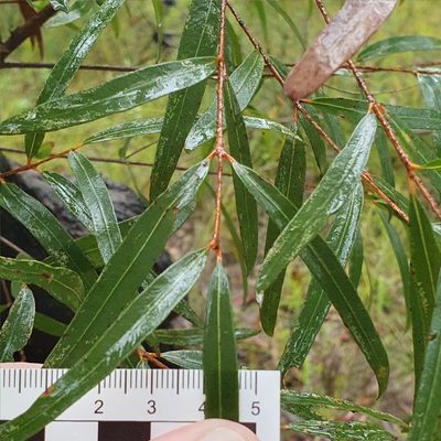 Angophora bakeri, photographed by ronavery