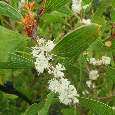 Hakea dactyloides, photographed by ronavery
