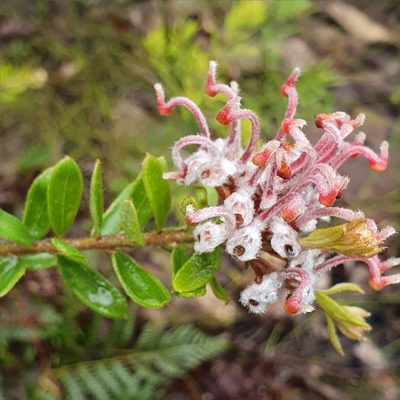 Grevillea buxifolia, photographed by ronavery
