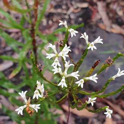 Conospermum longifolium, photographed by ronavery