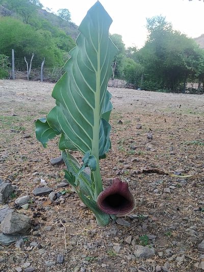 Synandrospadix vermitoxicus, photographed by Brian Cespedes