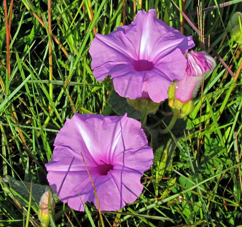 Ipomoea descolei, photographed by Hugo Hulsberg
