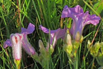 Ipomoea descolei, photographed by Hugo Hulsberg