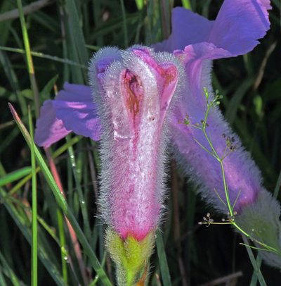 Ipomoea descolei, photographed by Hugo Hulsberg