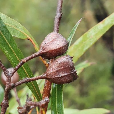 Angophora bakeri, photographed by ronavery