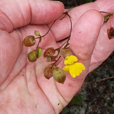 Goodenia caroliniana, photographed by ronavery