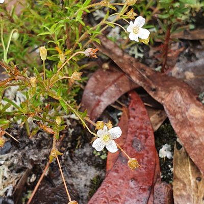 Mitrasacme polymorpha, photographed by ronavery