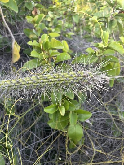 Harrisia gracilis, photographed by Nick Johnson