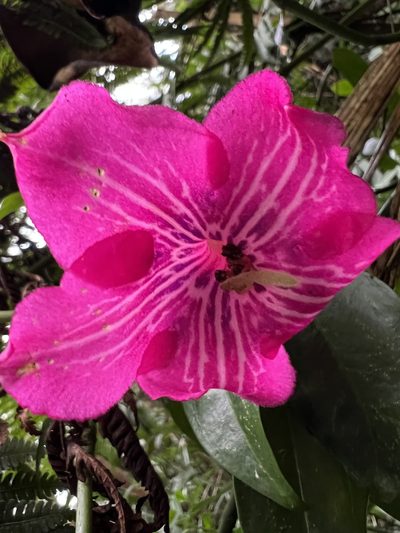 Symbolanthus anomalus, photographed by Nicolás Baresch Uribe