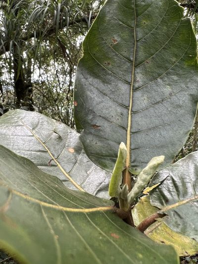 Ladenbergia macrocarpa, photographed by Nicolás Baresch Uribe