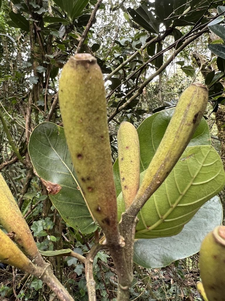 Ladenbergia macrocarpa, photographed by Nicolás Baresch Uribe