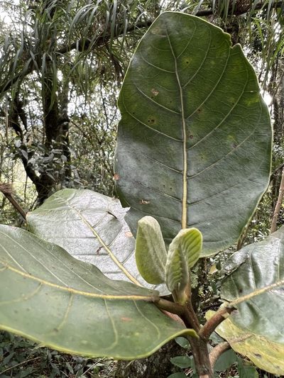 Ladenbergia macrocarpa, photographed by Nicolás Baresch Uribe