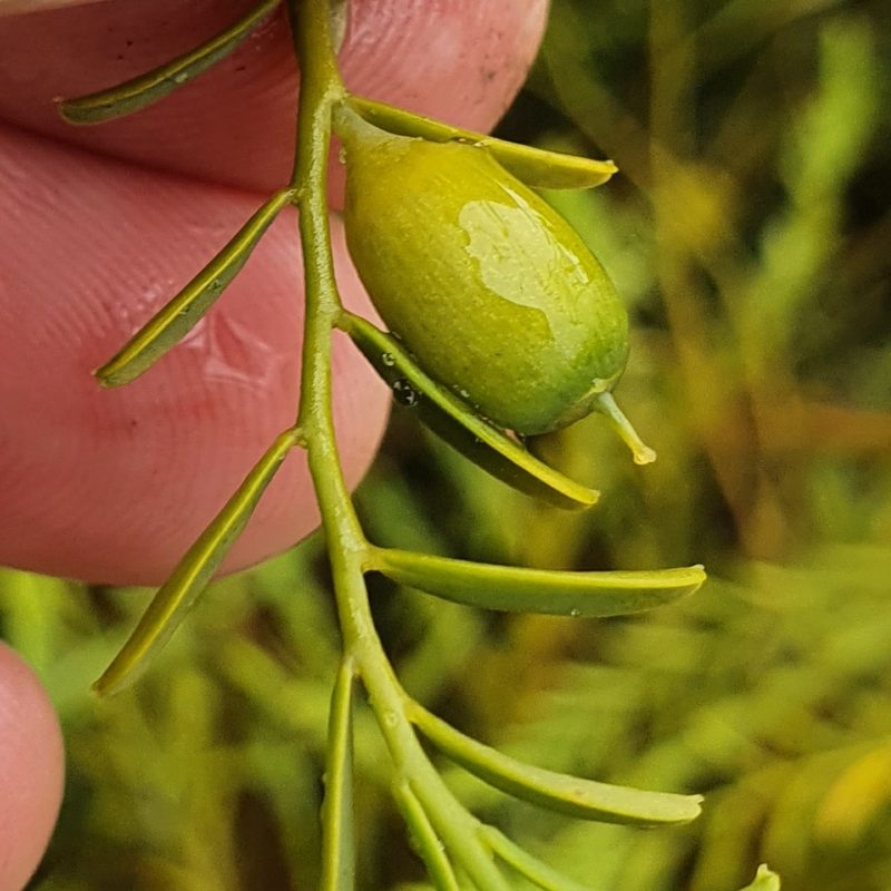 Olax stricta, photographed by ronavery