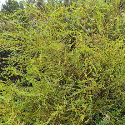 Olax stricta, photographed by ronavery