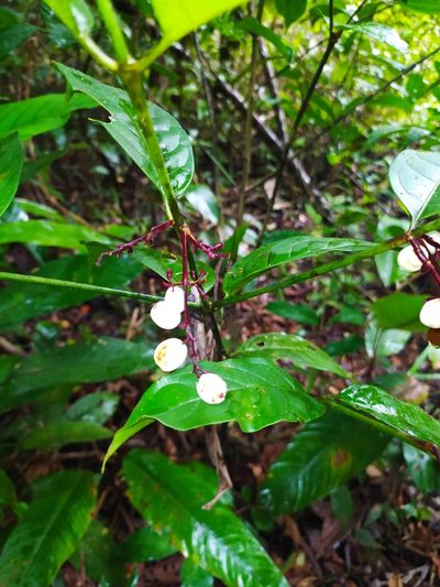 Chiococca nitida, photographed by Guillaume Delaitre