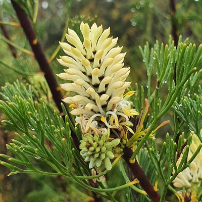 Petrophile pulchella, photographed by ronavery