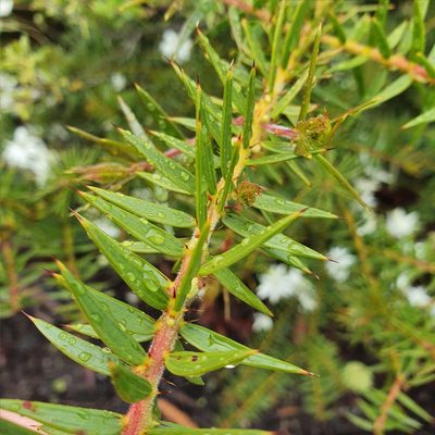 Acacia oxycedrus, photographed by ronavery