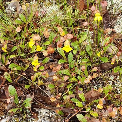 Goodenia caroliniana, photographed by ronavery
