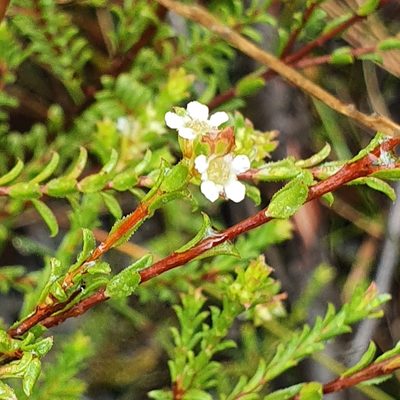 Baeckea diosmifolia, photographed by ronavery
