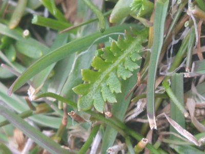 Leptinella scariosa, photographed by Pablo