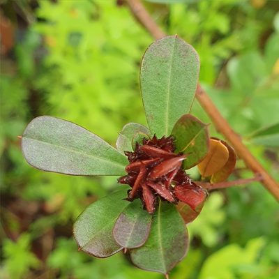 Pultenaea daphnoides, photographed by ronavery