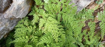 Odontosoria chinensis, photographed by Sophia Lee