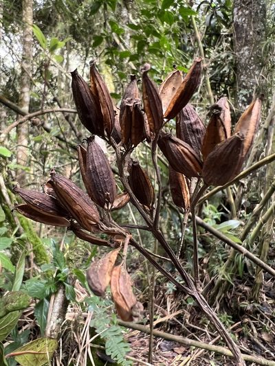 Cinchona lancifolia, photographed by Nicolás Baresch Uribe