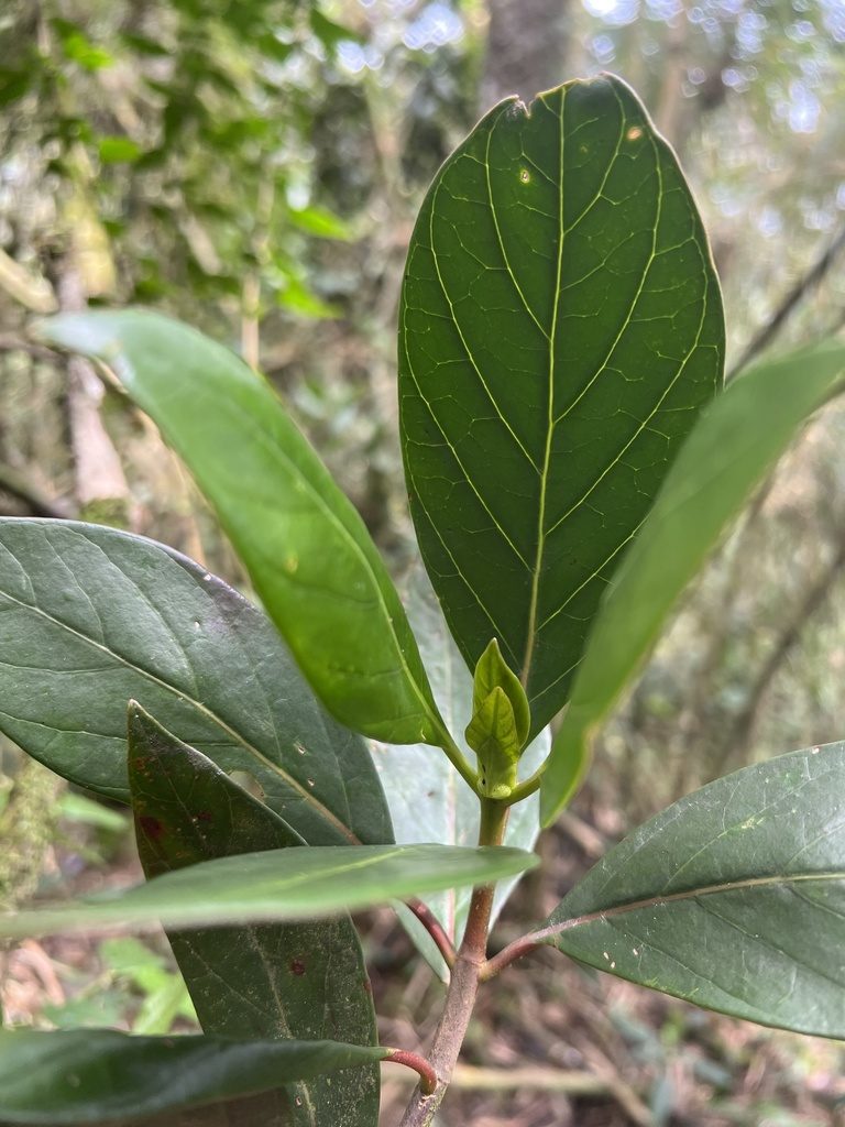 Cinchona lancifolia, photographed by Nicolás Baresch Uribe
