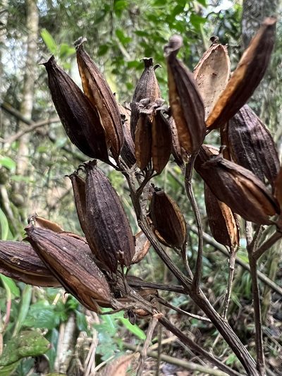 Cinchona lancifolia, photographed by Nicolás Baresch Uribe