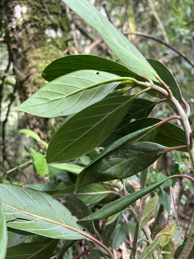 Cinchona lancifolia, photographed by Nicolás Baresch Uribe