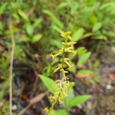 Stackhousia viminea, photographed by ronavery
