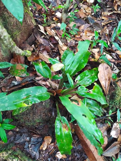 Disteganthus basilateralis, photographed by Guillaume Delaitre