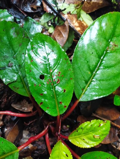 Centrosolenia densa, photographed by Guillaume Delaitre