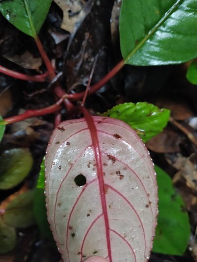 Centrosolenia densa, photographed by Guillaume Delaitre
