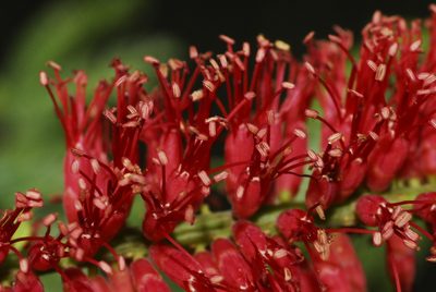 Neltuma rubriflora, photographed by Thomaz Ricardo Favreto Sinani