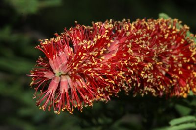 Neltuma rubriflora, photographed by Thomaz Ricardo Favreto Sinani