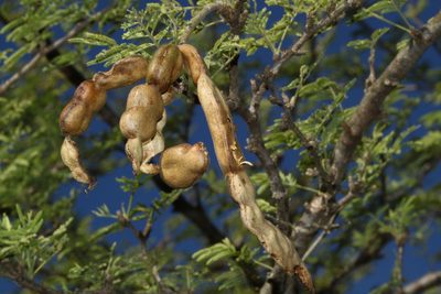Neltuma rubriflora, photographed by Thomaz Ricardo Favreto Sinani