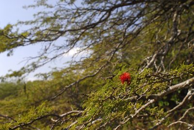 Neltuma rubriflora, photographed by Thomaz Ricardo Favreto Sinani