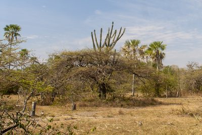 Neltuma rubriflora, photographed by Thomaz Ricardo Favreto Sinani