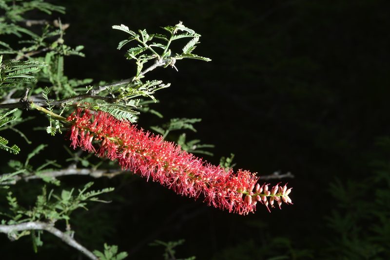 Neltuma rubriflora, photographed by Thomaz Ricardo Favreto Sinani