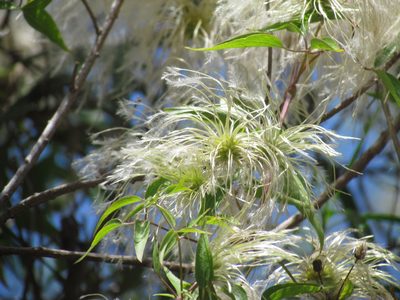 Clematis campestris, photographed by Matias Cabezas
