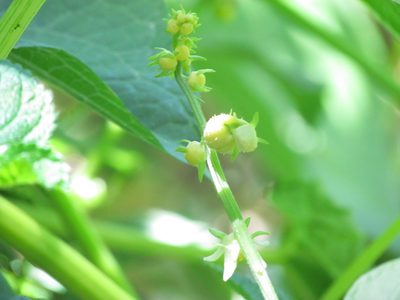 Sicyos edulis, photographed by Matias Cabezas