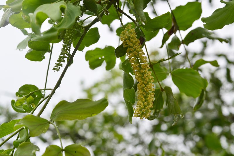 Neltuma ruscifolia, photographed by Thomaz Ricardo Favreto Sinani