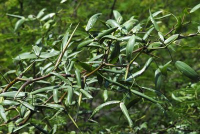 Neltuma ruscifolia, photographed by Thomaz Ricardo Favreto Sinani