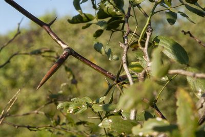 Neltuma ruscifolia, photographed by Thomaz Ricardo Favreto Sinani